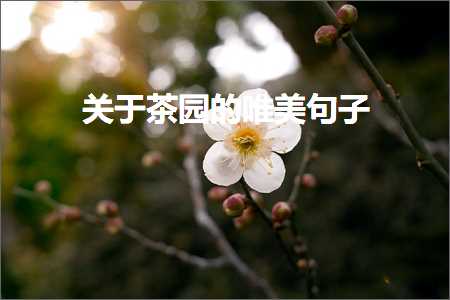 鍏充簬鑼跺洯鐨勫敮缇庡彞瀛愶紙鏂囨428鏉★級